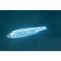 Opsariichthys platypus (Temminck et Schlegel, 1846)