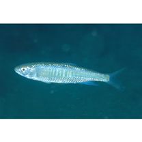 Opsariichthys platypus (Temminck et Schlegel, 1846)