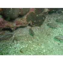 Ostorhinchus doederleini (Jordan et Snyder, 1901)