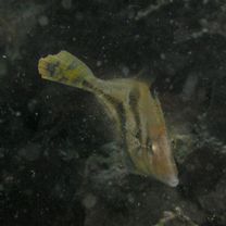 Monacanthus chinensis (Osbeck, 1765)