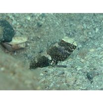 Cryptocentrus maudae Fowler, 1937