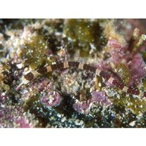 Corythoichthys amplexus Dawson et Randall, 1975