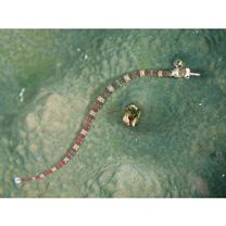 Corythoichthys amplexus Dawson et Randall, 1975