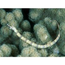 Corythoichthys haematopterus (Bleeker, 1851)