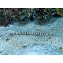 Doryrhamphus (Dunckerocampus) dactyliophorus (Bleeker, 1853)