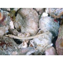 Syngnathidae, indet. gen. & sp