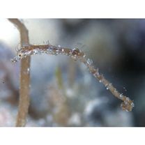 Syngnathidae, indet. gen. & sp