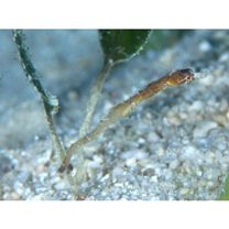 Syngnathidae, indet. gen. & sp