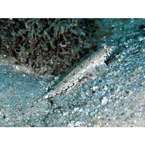 Diplogrammus goramensis (Bleeker, 1858)