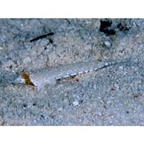 Diplogrammus goramensis (Bleeker, 1858)