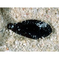 "Synaptura marginata" of Ochiai in Masuda et al. (1984)