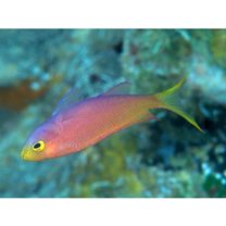 Pseudanthias randalli (Lubbock et Allen, 1978)