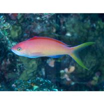 Pseudanthias dispar (Herre, 1955)