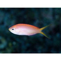 Pseudanthias dispar (Herre, 1955)