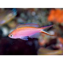 Pseudanthias smithvanizi (Randall et Lubbock, 1981)