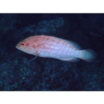 Cephalopholis spiloparaea (Valenciennes, 1828)