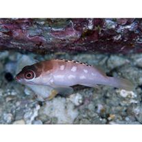 Epinephelus fasciatus (Forsskal, 1775)