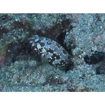 Epinephelus hexagonatus (Forster, 1801)