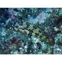 Epinephelus hexagonatus (Forster, 1801)