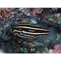 Grammistes sexlineatus (Thunberg, 1792)