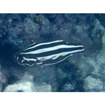 Grammistes sexlineatus (Thunberg, 1792)