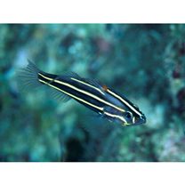 Grammistes sexlineatus (Thunberg, 1792)