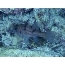 Pristicon trimaculatus (Cuvier, 1828)