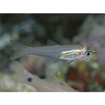 Verulux cypselurus (Weber, 1909)