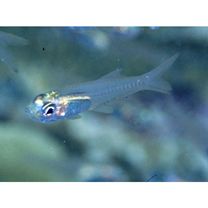 Verulux cypselurus (Weber, 1909)