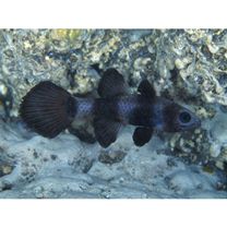 Pseudamia zonata Randall, Lachner et Fraser, 1985