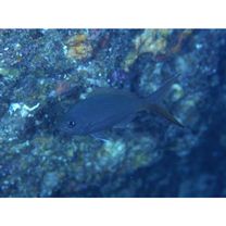 Paracaesio sordida Abe et Shinohara, 1962