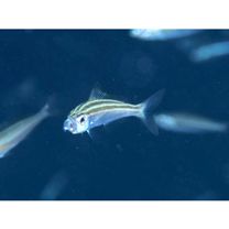 Pterocaesio trilineata Carpenter, 1987