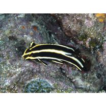 Plectorhinchus lessonii (Cuvier, 1830)