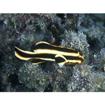 Plectorhinchus lessonii (Cuvier, 1830)