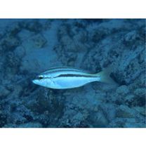 Scolopsis monogramma (Cuvier, 1830)