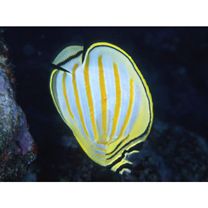 Chaetodon ornatissimus Cuvier, 1831