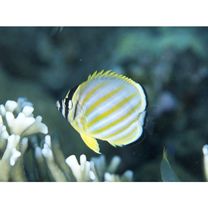 Chaetodon ornatissimus Cuvier, 1831