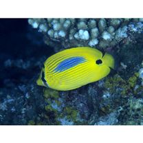 Chaetodon plebeius Cuvier, 1831