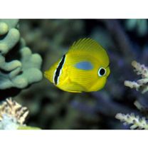 Chaetodon plebeius Cuvier, 1831