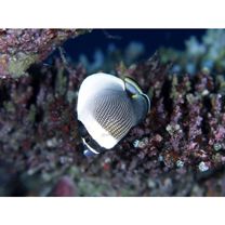 Chaetodon reticulatus Cuvier, 1831