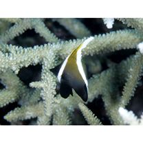 Heniochus varius (Cuvier, 1829)