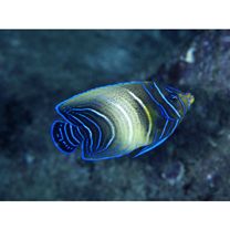 Pomacanthus semicirculatus (Cuvier, 1831)