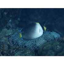 Chaetodontoplus mesoleucus (Bloch, 1787)