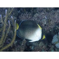 Chaetodontoplus mesoleucus (Bloch, 1787)