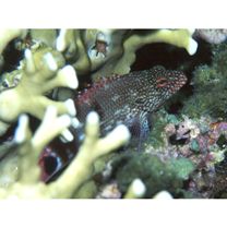 Cirrhitops hubbardi (Schultz, 1943)