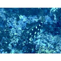 Cirrhitus pinnulatus (Schneider, 1801)