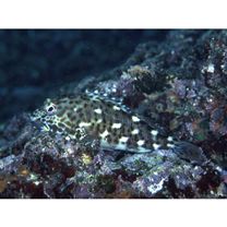 Cirrhitus pinnulatus (Schneider, 1801)