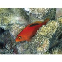 Neocirrhites armatus Castelnau, 1873