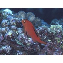 Neocirrhites armatus Castelnau, 1873