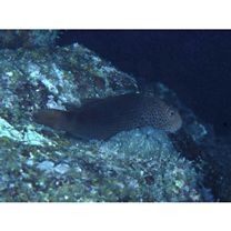 Paracirrhites forsteri (Schneider, 1801)